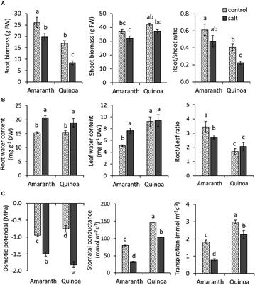 Unraveling the Strategies Used by the Underexploited Amaranth Species to Confront Salt Stress: Similarities and Differences With Quinoa Species